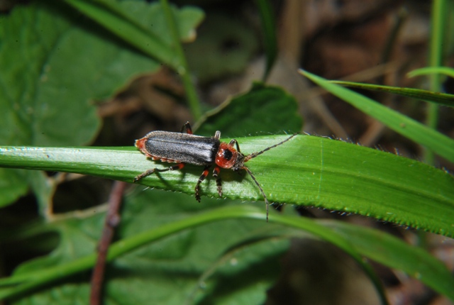 Cantharis rustica